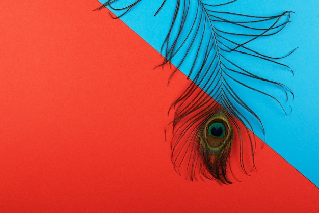 Pluma de pavão em fundo de papel colorido | Foto Premium