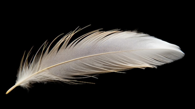 una pluma con fondo negro y una pluma blanca.