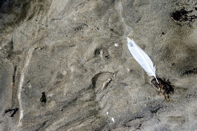 La pluma de una gaviota cayó sobre la arena de la playa en algún lugar de la costa norte de Bretaña