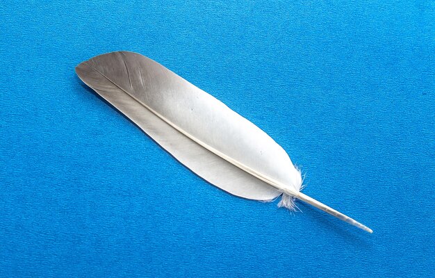 Foto pluma gris de un pájaro sobre un fondo azul