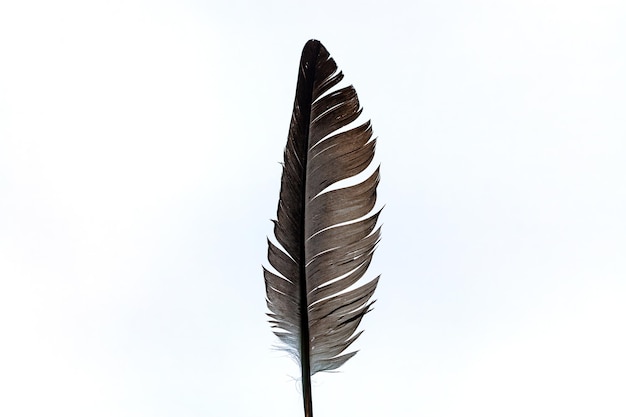 Pluma negra sobre fondo blanco