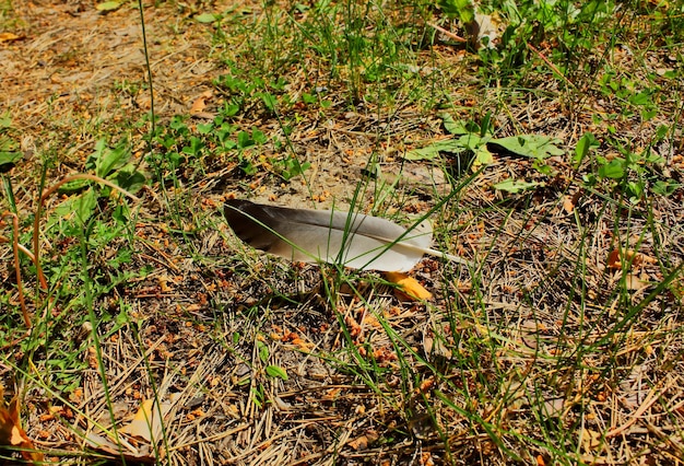 Pluma de pájaro en el bosque Foto de primer plano