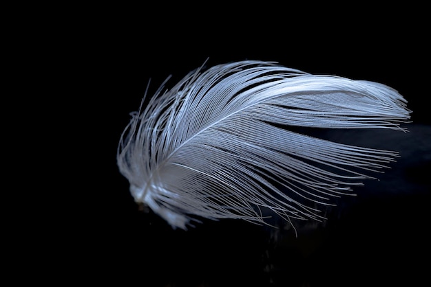 Pluma de pájaro flotando en el aire bajo la luz suave