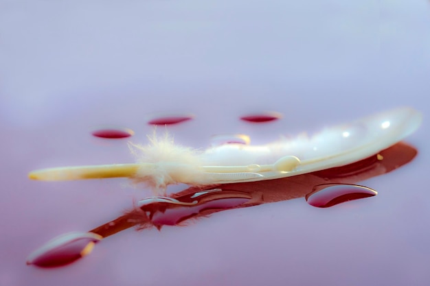 Foto pluma de pájaro con gotas de agua