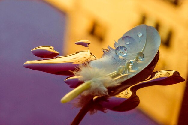 Foto pluma de pájaro con gotas de agua