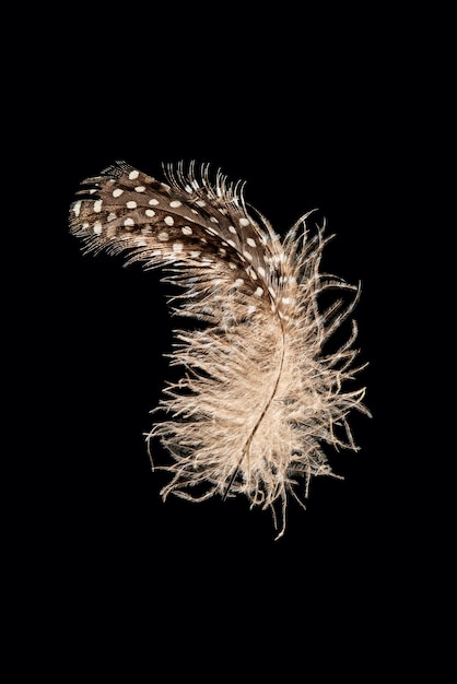 Pluma de pájaro marrón aislada sobre fondo negro