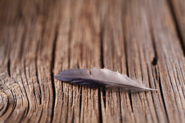 Foto pluma de pájaro yacía sobre la mesa de madera rústica