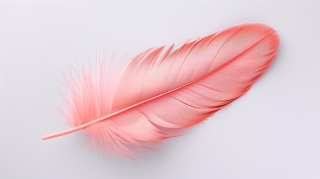 pluma de paloma rosa sobre un fondo blanco