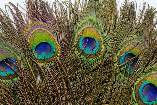 Pluma de pavo real en estilo real sobre fondo blanco.