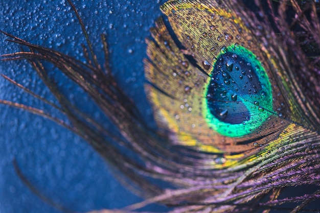 Pluma de pavo real exótica con gotas de agua sobre fondo azul con textura