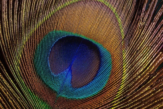 Pluma de pavo real macroPluma de pavo realHermosa pluma de pavo real exótica sobre fondo blanco con copia