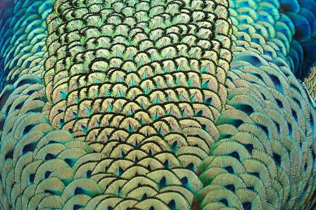 Pluma del pavo real del primer coloreado y colorido