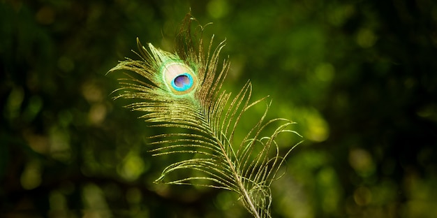 pluma de pavo real