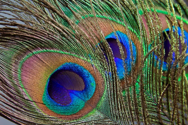 Foto pluma de pavo real