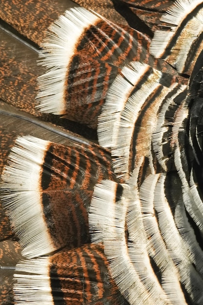 Foto pluma de plumas de un pavo de granja