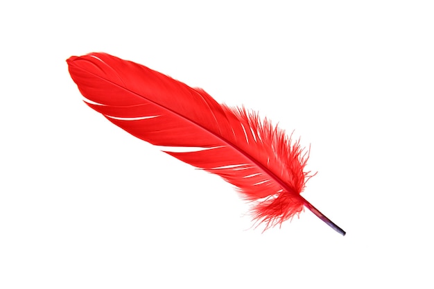 Pluma roja aislada sobre fondo blanco