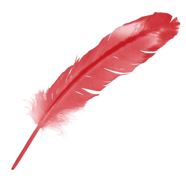 Foto pluma roja sobre blanco