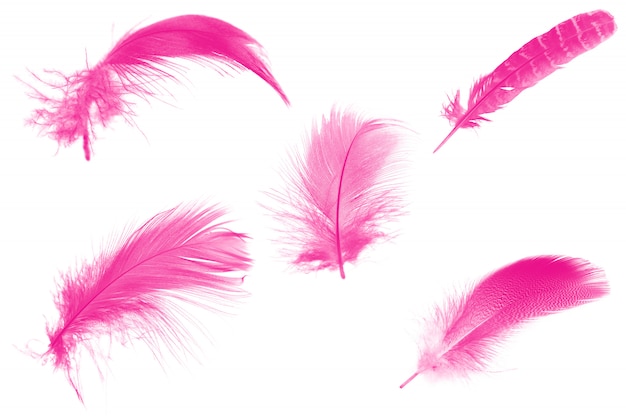 Pluma rosa sobre blanco