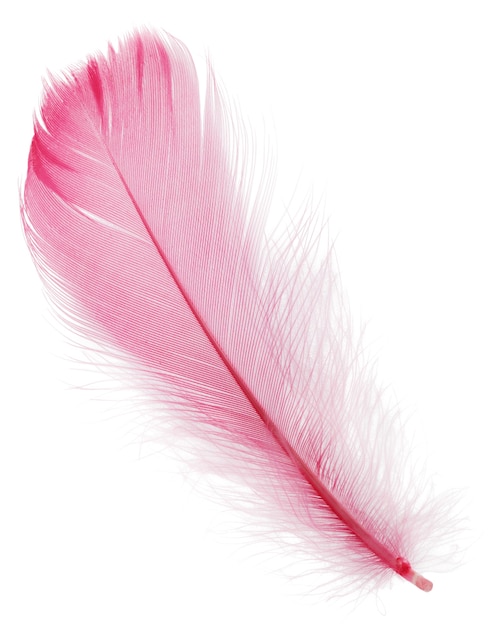 Pluma rosa suave aislada