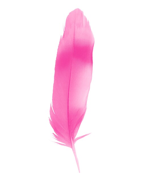 Fondo Textura De Plumas Rosa Suave Con Elegantes Plumas De Cisne Fondo,  Suave, Fondo De Plumas, Blanco Negro Imagen de Fondo Para Descarga Gratuita  - Pngtreee