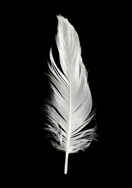 Pluma sobre fondo negro