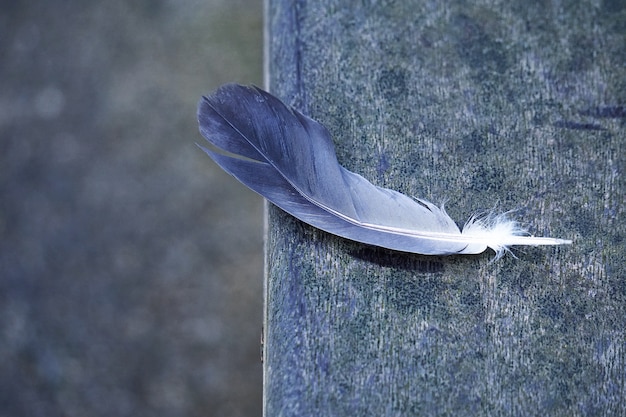 la pluma en el suelo