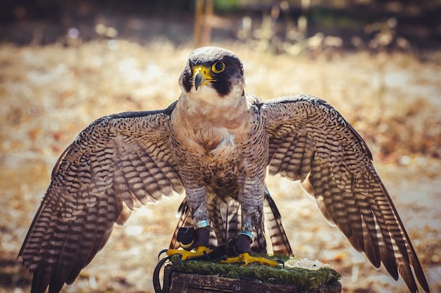 plumagem, falcão peregrino com asas abertas, ave de alta velocidade