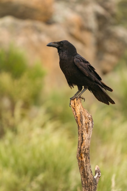 Plumagem preta de um corvo