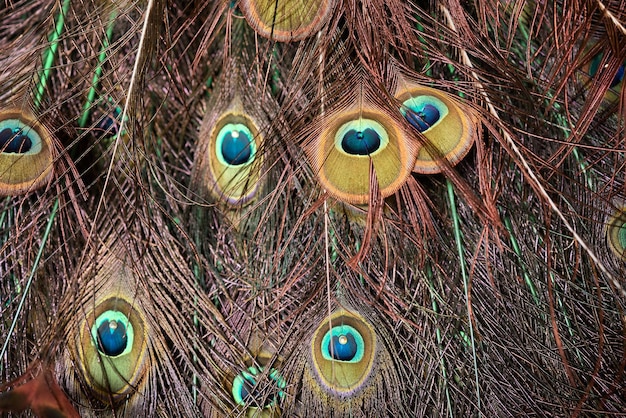 Plumagem verde e azul pavão em close-up