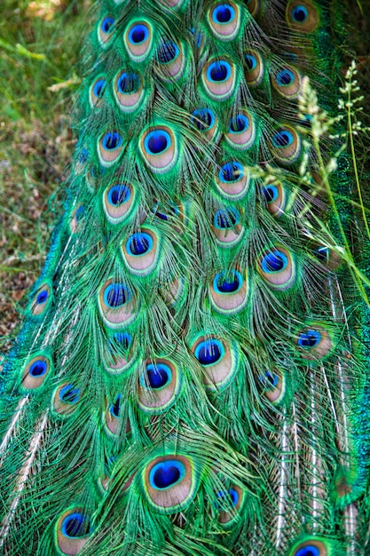 Plumagem verde e azul pavão em close-up