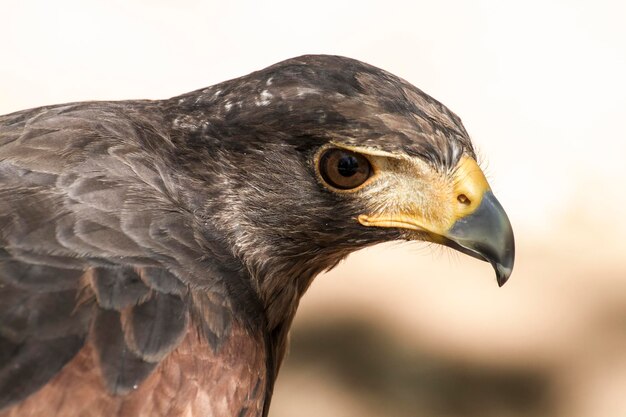 plumaje marrón de águila y pico puntiagudo