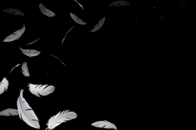 Plumas blancas flotando en el aire, aisladas sobre fondo negro.