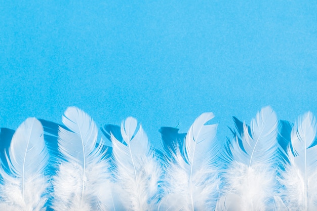 Foto plumas blancas sobre un fondo azul. vista desde arriba