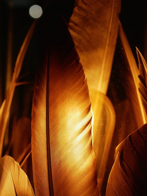 Plumas brillantes de cerca. en el amarillo oscuro plumas de oro