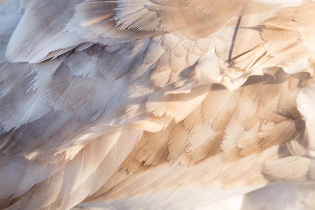 Plumas de cisne como una vista superior de textura