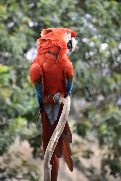 Plumas esponjosas con volantes en su cuello sentado en un árbol.