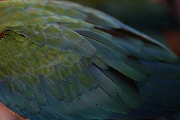 Plumas de guacamayo escarlata, textura colorida