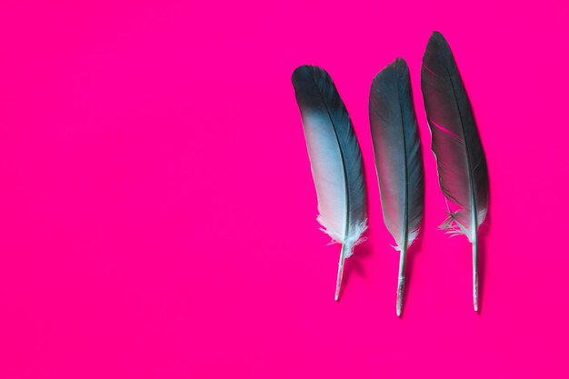 Foto plumas negras sobre un fondo rojo