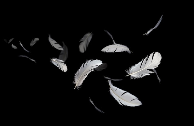 Plumas de pájaro blanco flotando en la oscuridad Plumas volando sobre negro