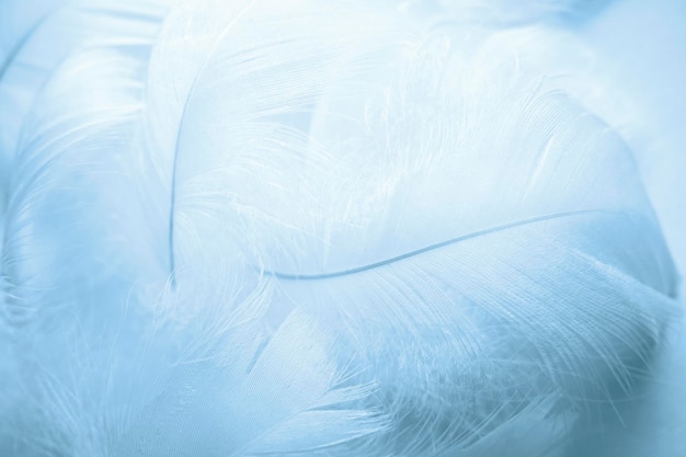 Plumas de pájaro esponjosas azules Niebla hermosa Mensaje al ángel La textura de las plumas delicadas enfoque suave