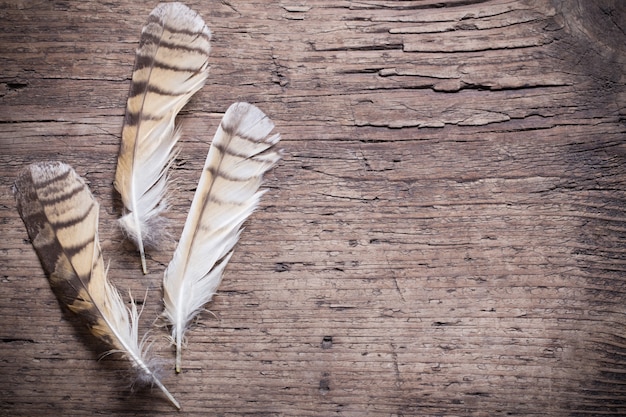 Plumas de un pájaro en una mesa de madera