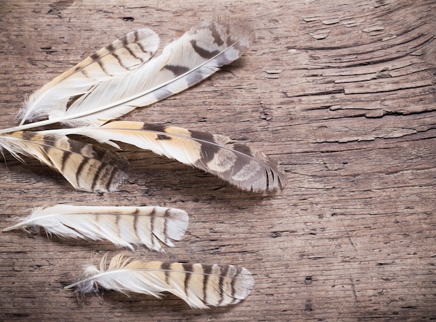 Plumas de un pájaro en una mesa de madera