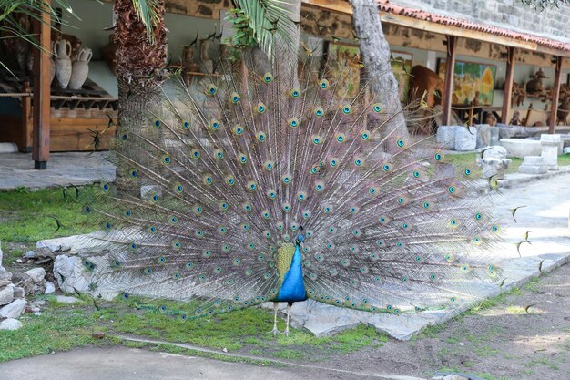 Plumas de pavo real fuera