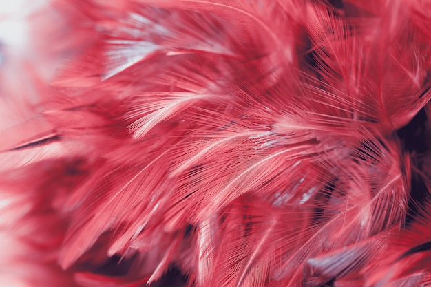 Foto plumas de pollo en estilo suave y borroso para el fondo