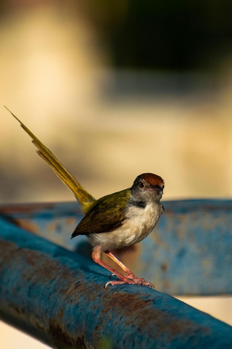 Foto las plumas vívidas una sinfonía de pájaros coloridos en vuelo