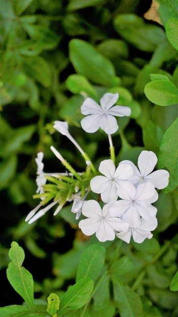 Plumbago auriculata também conhecido como Cape Plumbago Leaderwort Blister leaf Quaker Blossom etc