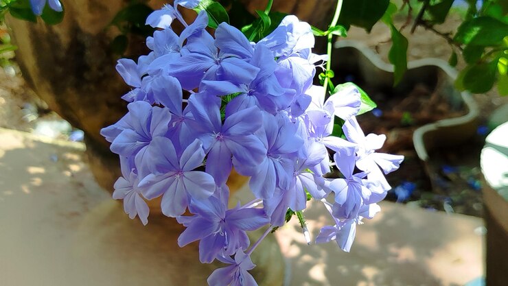 Plumbago auriculata