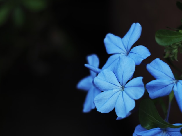 Plumbago flor azul