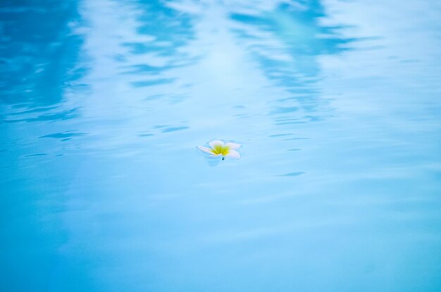 Plumer de flores brancas na superfície da piscina