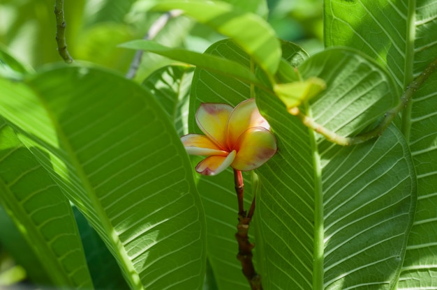 Plumeria amarela flores com folhas verdes com foco seletivo tiro